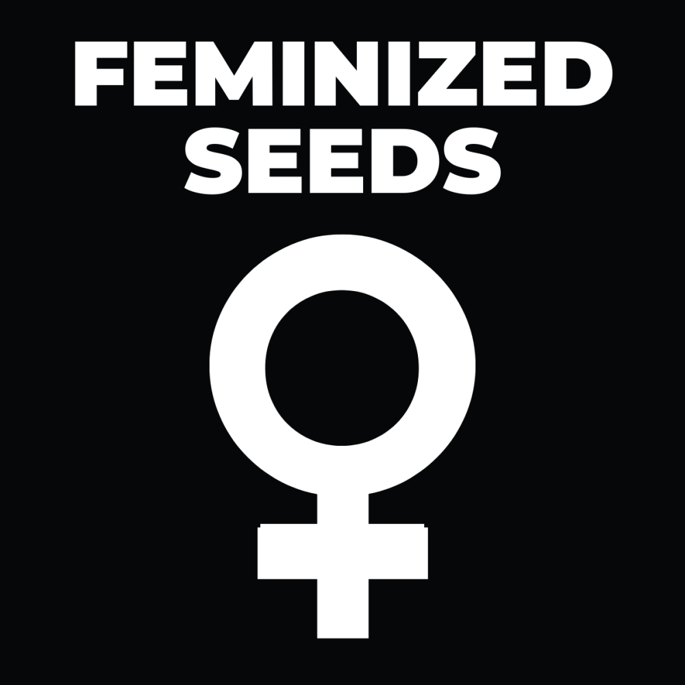 Feminized cannabis seeds