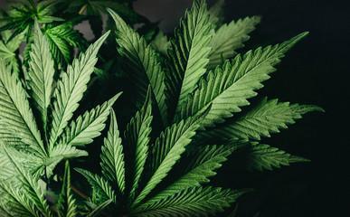 Removing leaves of the plants