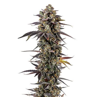 glinsterende trichomen, glitter effect 
feminized, growerschoice