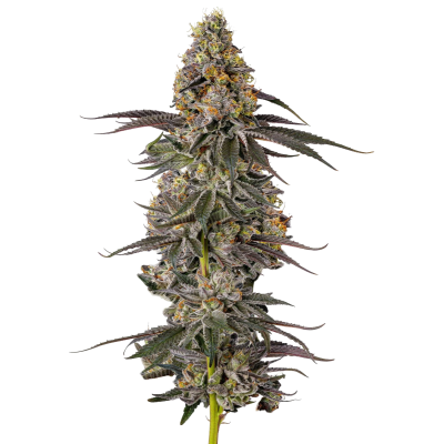 Growerschoice triploid sticky wasabi feminized seeds