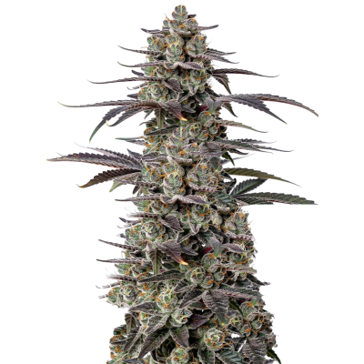 Triploid F1 Tropicana cherry